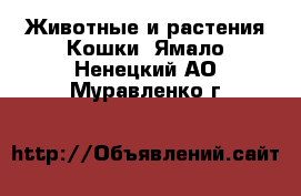 Животные и растения Кошки. Ямало-Ненецкий АО,Муравленко г.